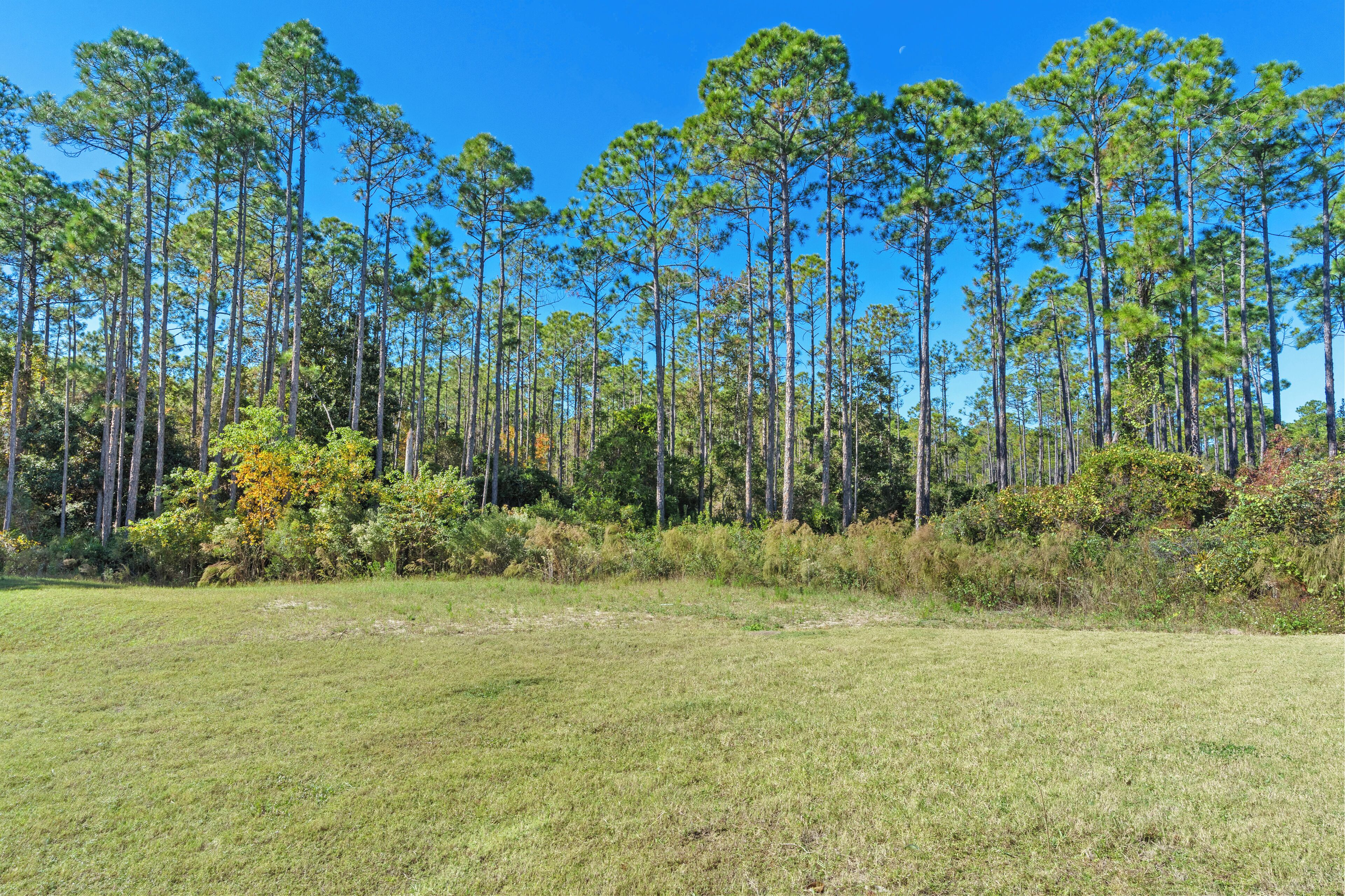 A grassy field with tall pine trees and a clear blue sky.