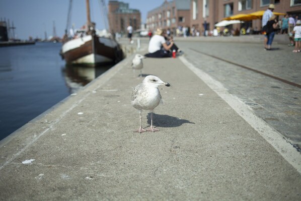 A seagull standing on a concrete walkway by a waterfront with boats in the background.