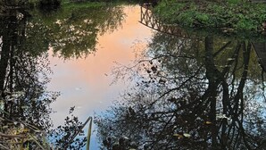 A tranquil riverside scene with a wooden bridge, lush greenery, and a clear reflection in the water. - 3 Bedroom 2 Bath Chalet with hot tub in peaceful countryside close to Exeter (Broadclyst)