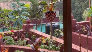 A covered outdoor area with hanging planters, a brick structure, and various plants.