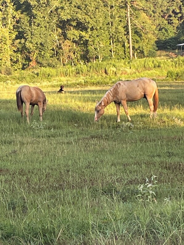 Miscellaneous -  Boho schoolie in the Piney Woods! (Rusk)