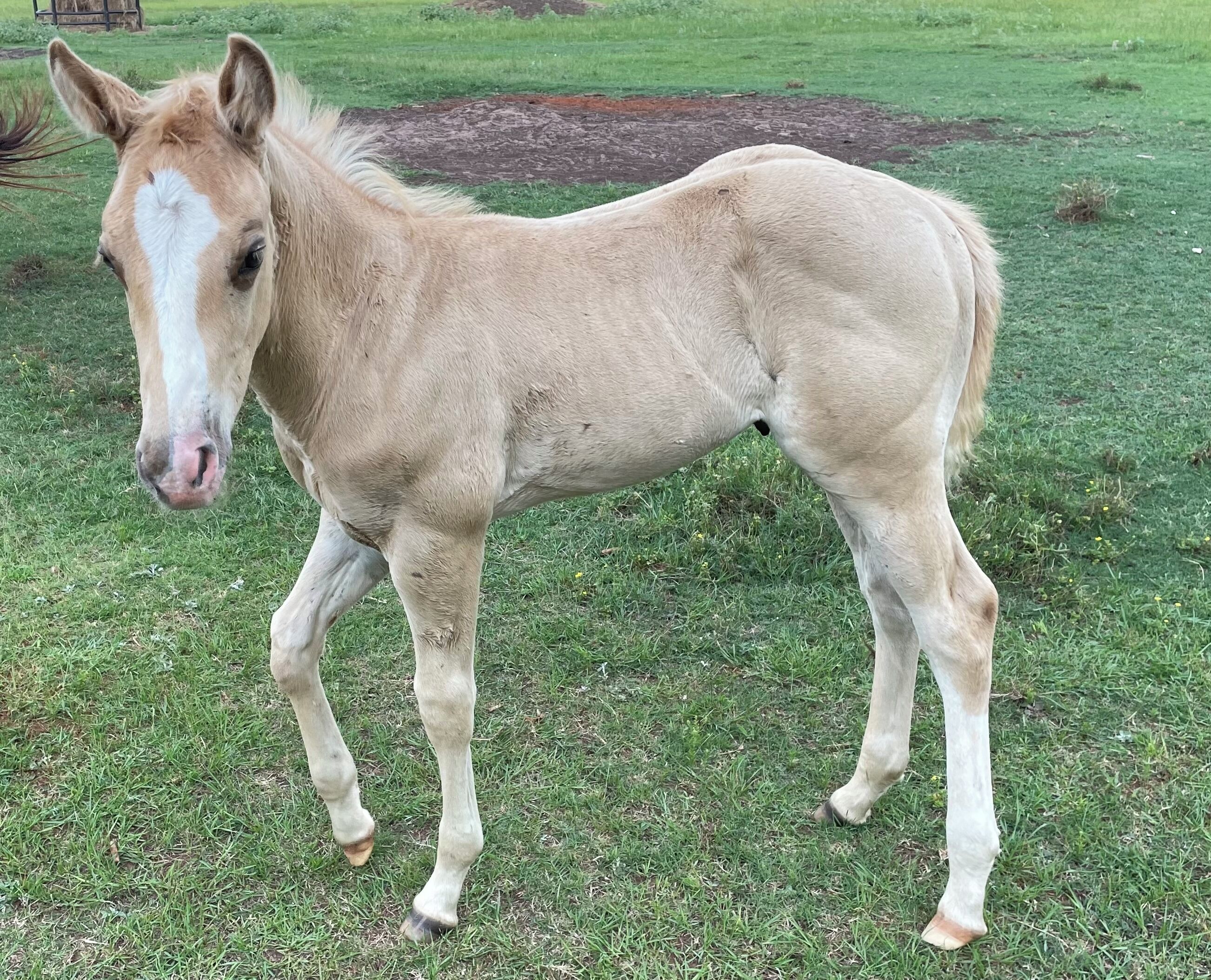 A horse standing on grass.