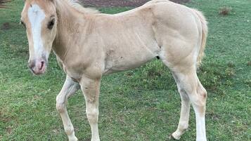 A horse standing on grass.