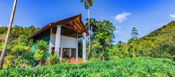 Rain Forest Vibe Sinharaja