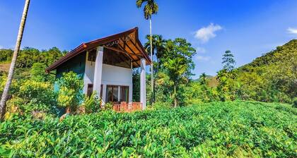 Rain Forest Vibe Sinharaja