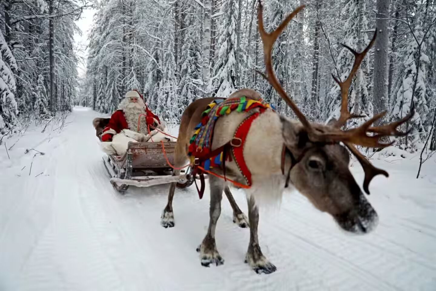 Poron vetämä reki kulkee lumisen metsän halki.
