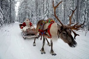 Lumi- ja hiihtourheilulajit
