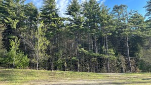 A forested area with a clear sky and a dirt path.