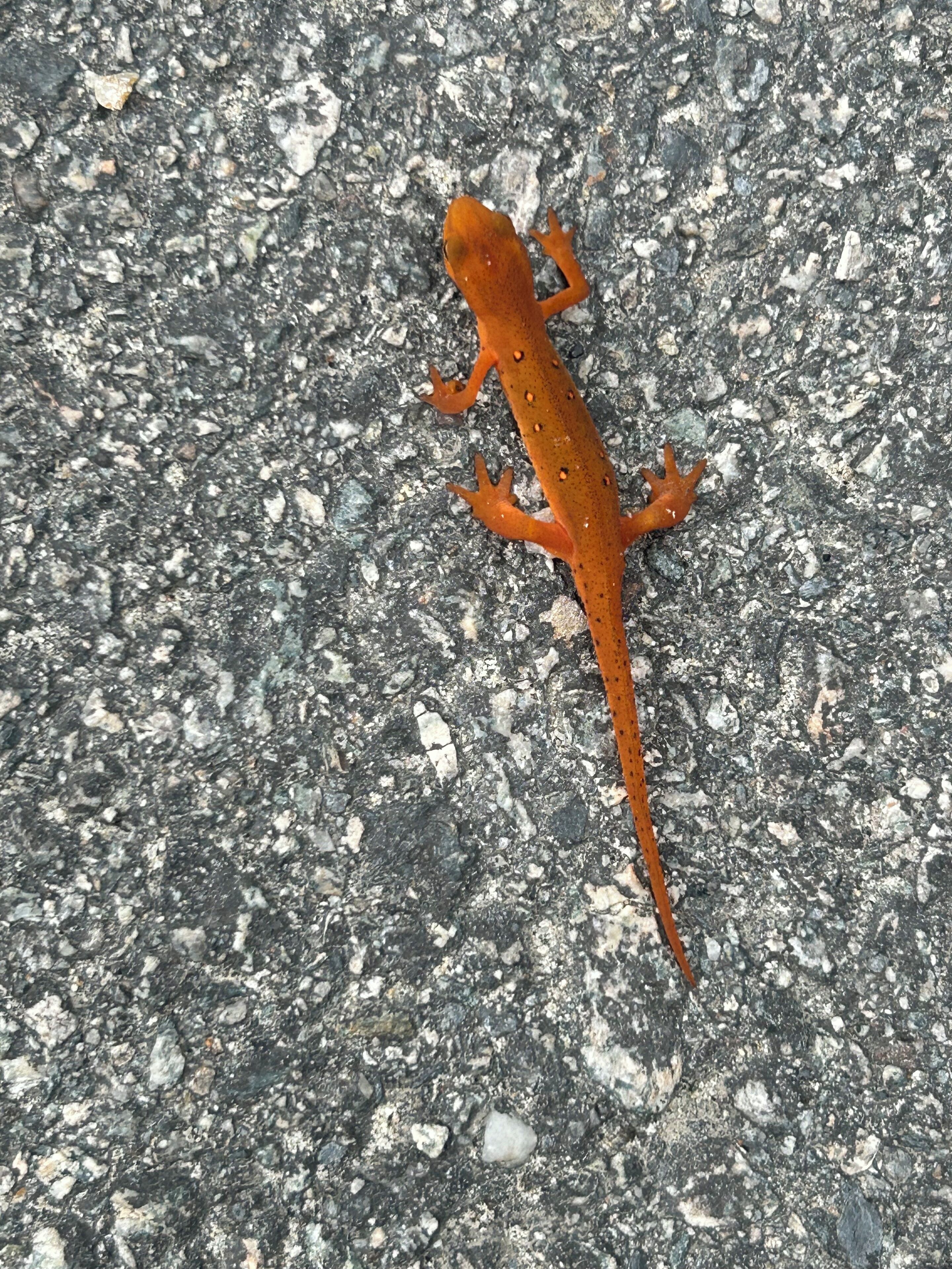Un geco su una superficie strutturata.