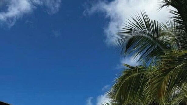 A resort pool area with palm trees, lounge chairs, and a clear blue sky.
