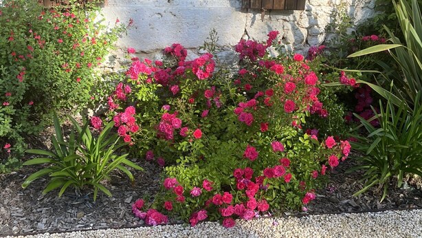 Un edificio de piedra con contraventanas de madera, rodeado de un jardín con flores rosadas y follaje verde.