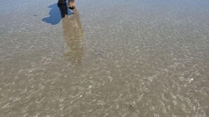 Ein Hund steht an einem Strand, im Hintergrund strahlender Himmel und Meereswellen.
