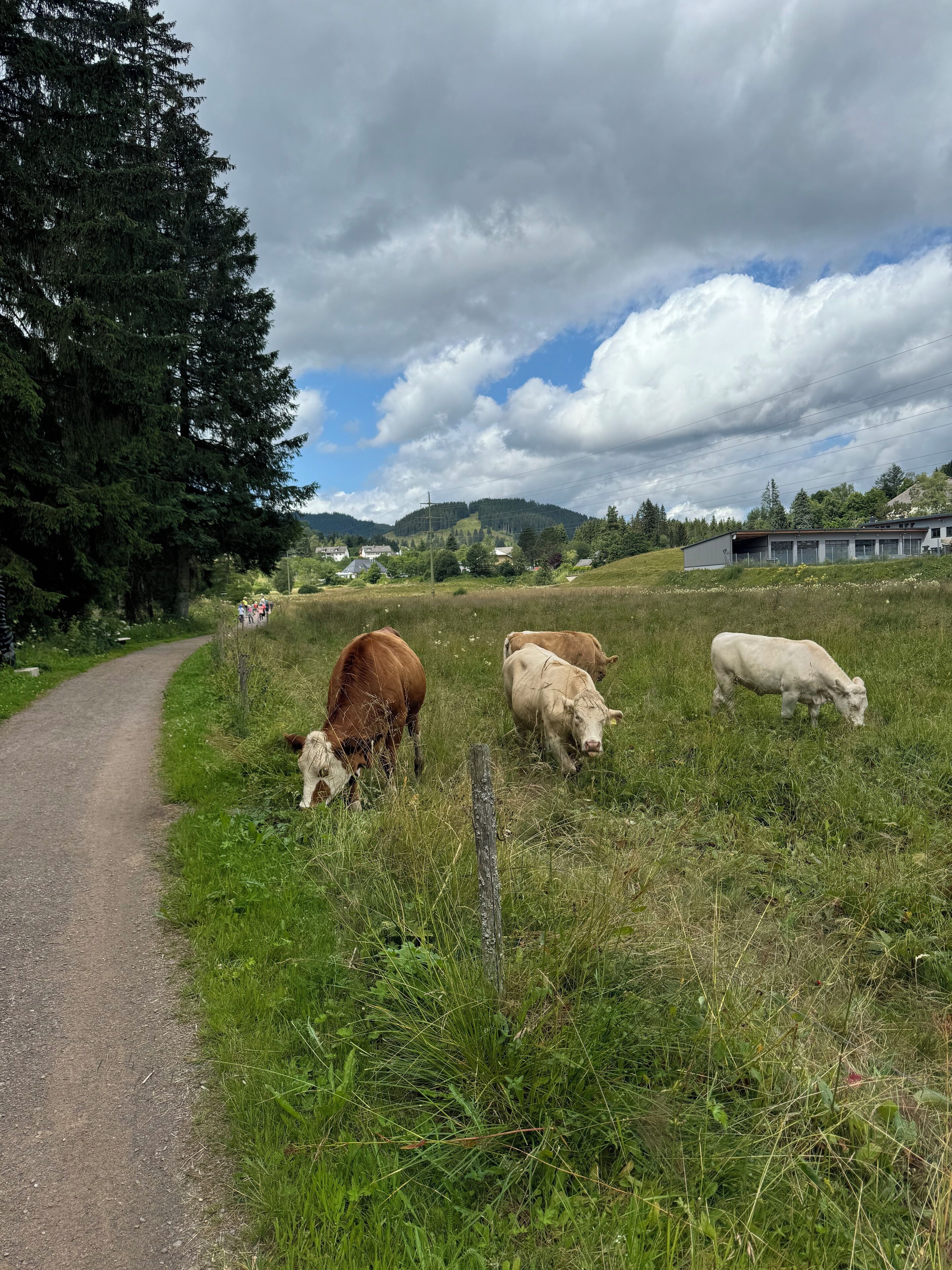 Ett lantligt landskap med en grusväg, betande boskap och en byggnad i bakgrunden.