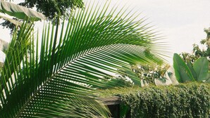 Een omheind toegangspunt met een palmpom, houten hekwerk en een verhard pad dat naar een gebouw leidt.