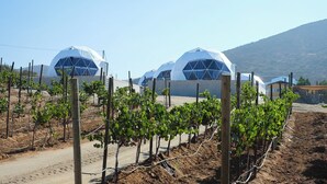A vineyard with rows of grapevines and large geodesic domes in the background. - Cupulas Del Valle  (Valle de Guadalupe)