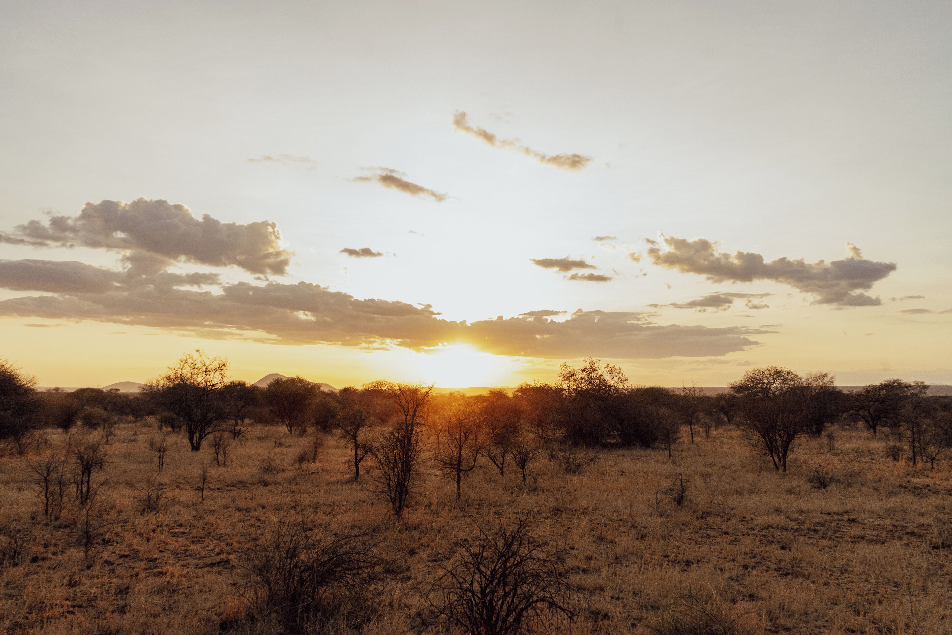 A savanna landscape at sunset with scattered trees and a clear sky.