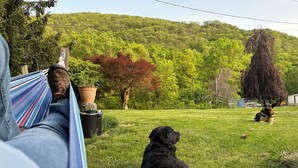 Una hamaca con una persona acostada, un perro negro sentado en el c ésped y otro perro al fondo.