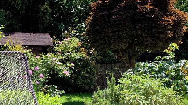 Un jardin avec différentes sortes de plantes et une clôture en bois.