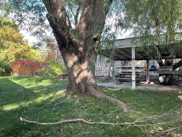 Ein großer Baum in einem Park mit einem überdachten Picknickbereich im Hintergrund.