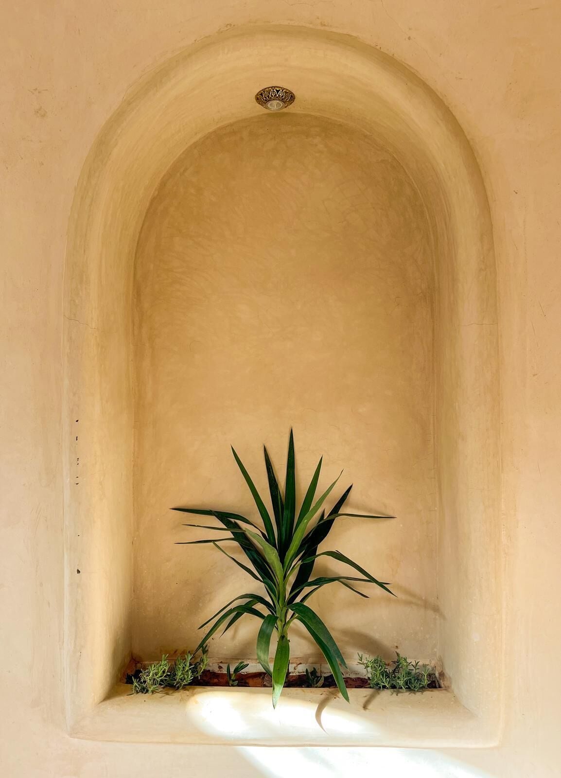 A plant in a recessed alcove with a plain wall and a small decorative element above it.
