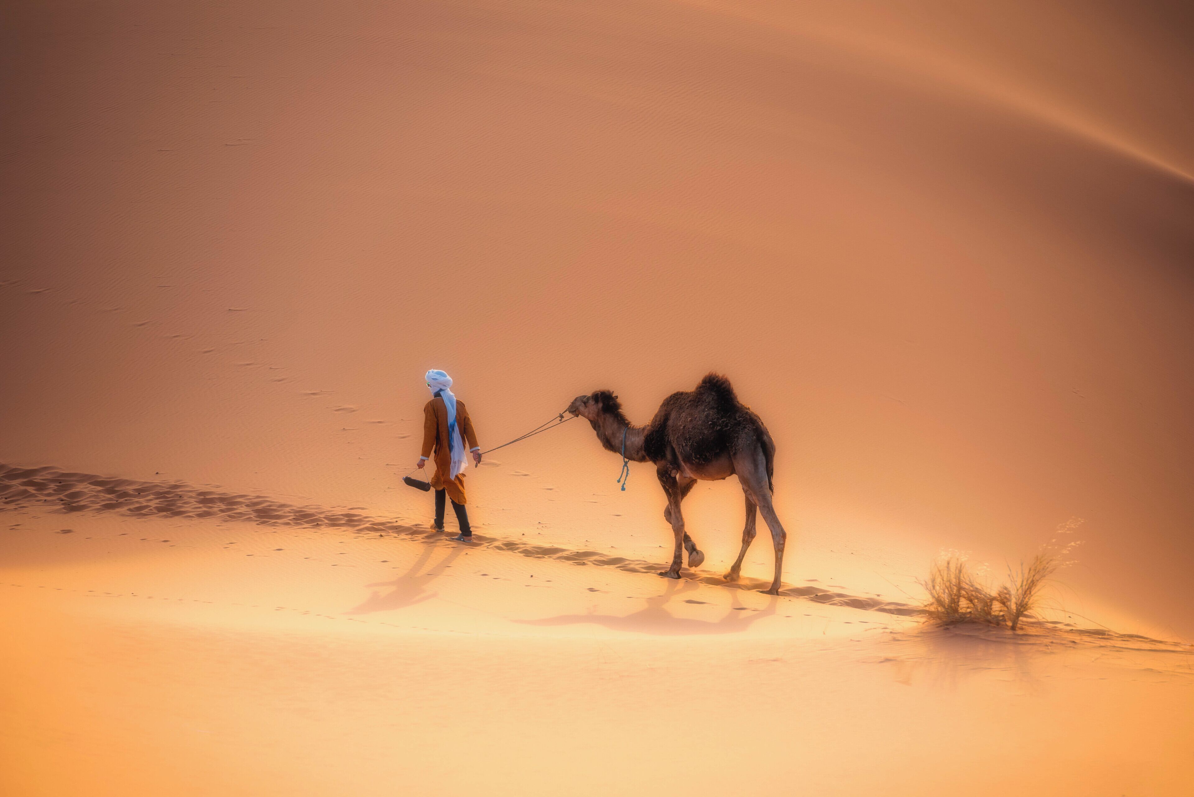 A person leading a camel across a sandy terrain.