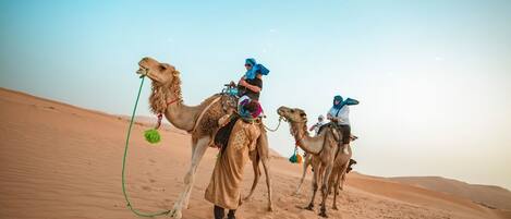 Tres camellos con jinetes en un paisaje desértico.