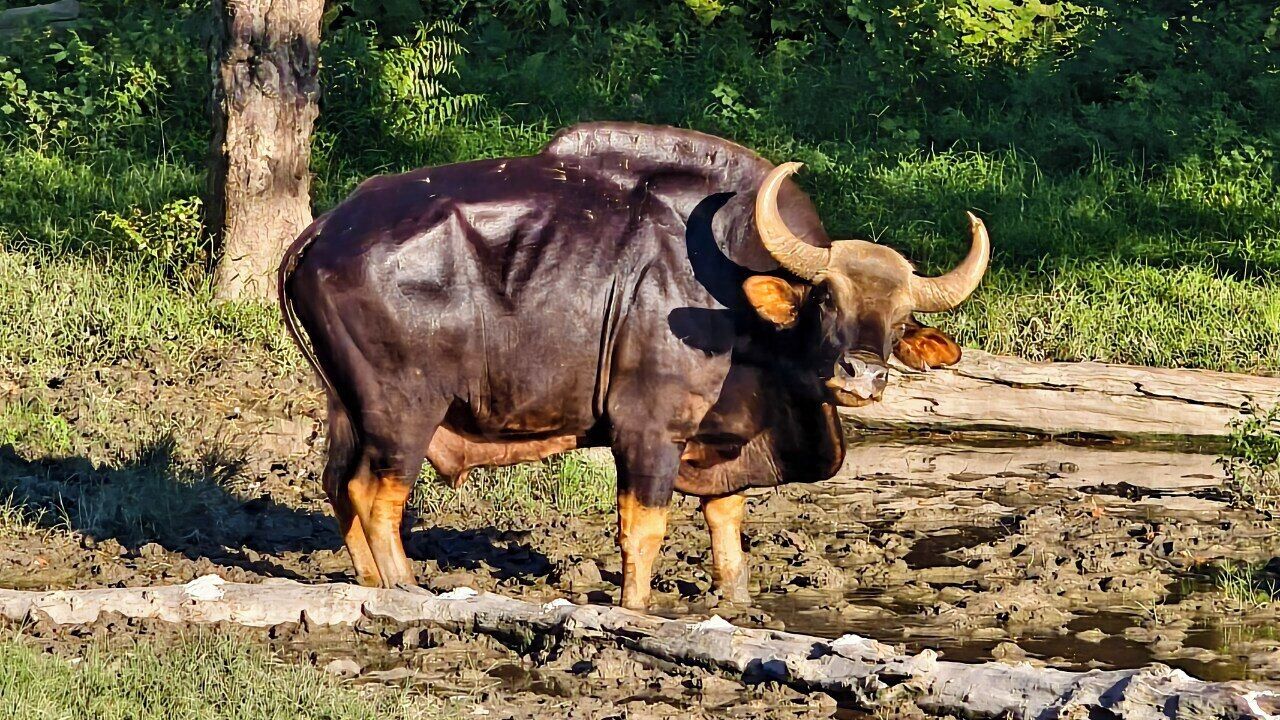 Un toro en un entorno natural, con árboles y un tronco en primer plano.