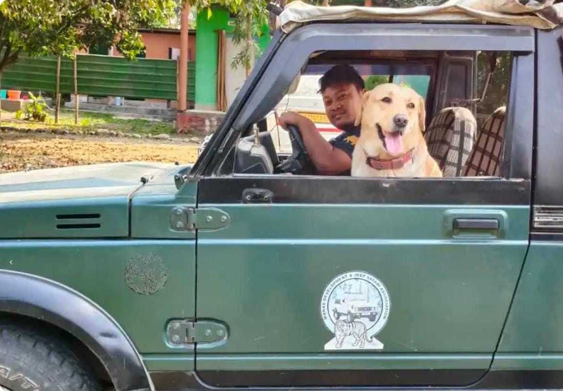 Un vehículo verde con un perro en el asiento del copiloto.
