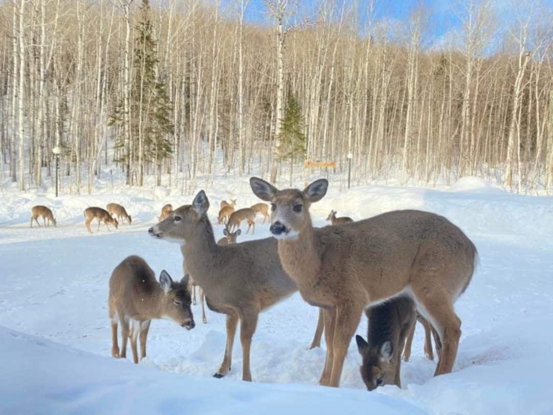 A group of deer in a snowy field with a forest in the background.