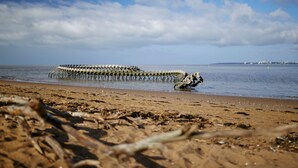 Una playa con una estructura esquelética que se adentra en el agua.