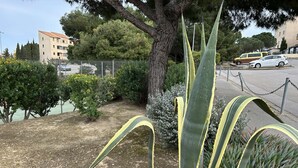 Ein Garten mit einer großen Agavenpflanze, einem Baum und einem Zaun.