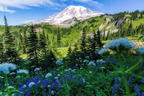 Miscellaneous - Romantic,The Dome Escape ,Magical Nights & Nature Vibes” (Ashford)