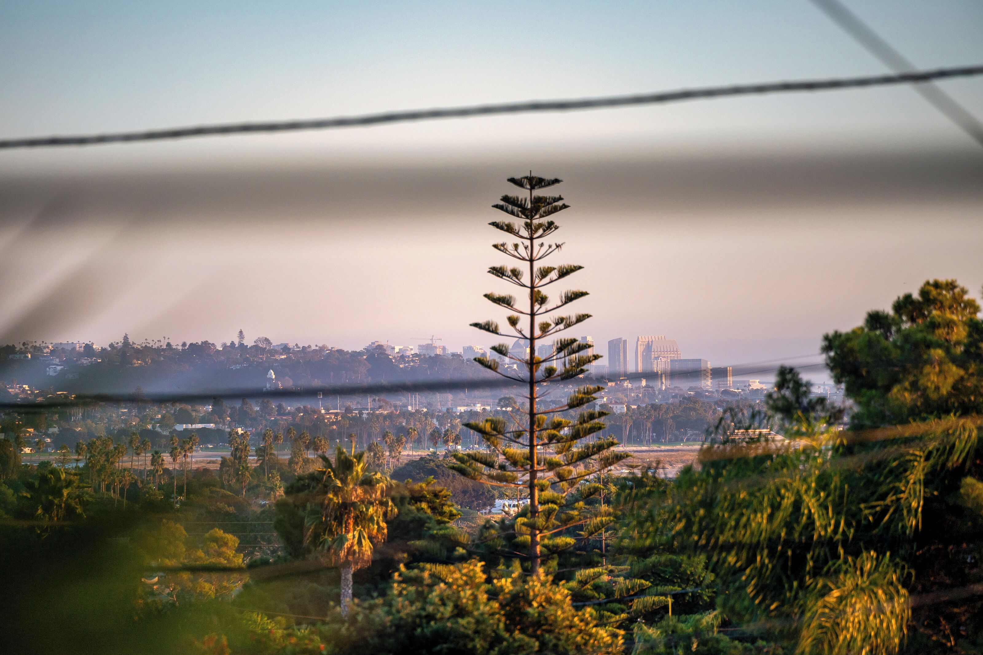 Une vue d’une ville avec un arbre imposant au premier plan, un pont en arrière-plan et une étendue d’eau.