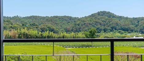 Ein Blick auf ein grünes Feld mit einem Berg im Hintergrund.