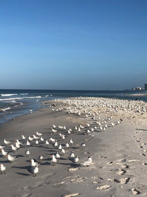 Beach - Gorgeous 3/2 Minutes to downtown Naples & the sand (Naples)