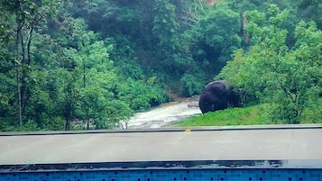 Hồ bơi ngoài trời