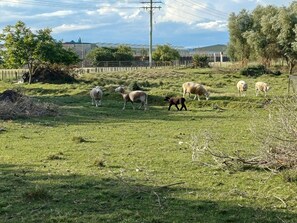 Miscellaneous - Nelson Road AirBnB - last house on the edge of town, 5 mins from the city centre (Gisborne)