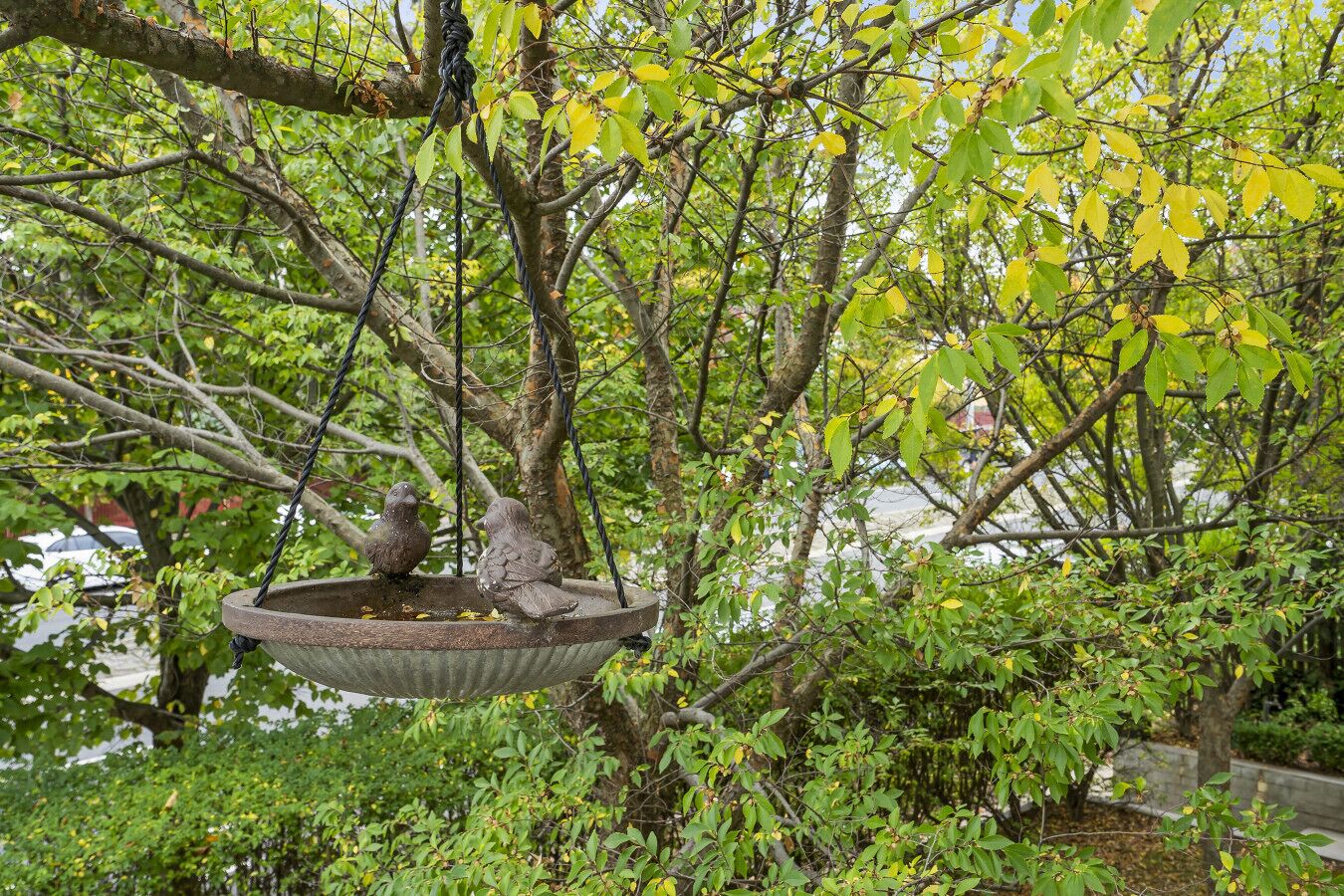 En fågelbad som hänger från en trädgren i en trädgårdsmiljö.