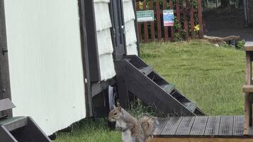 A squirrel on a wooden ramp leading to a white building with a black door.