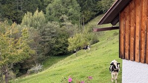 A rural landscape with a wooden building, green fields, and cows grazing. - Large mountain house in Mitterberg near Hauser Kaibling (Mitterberg)