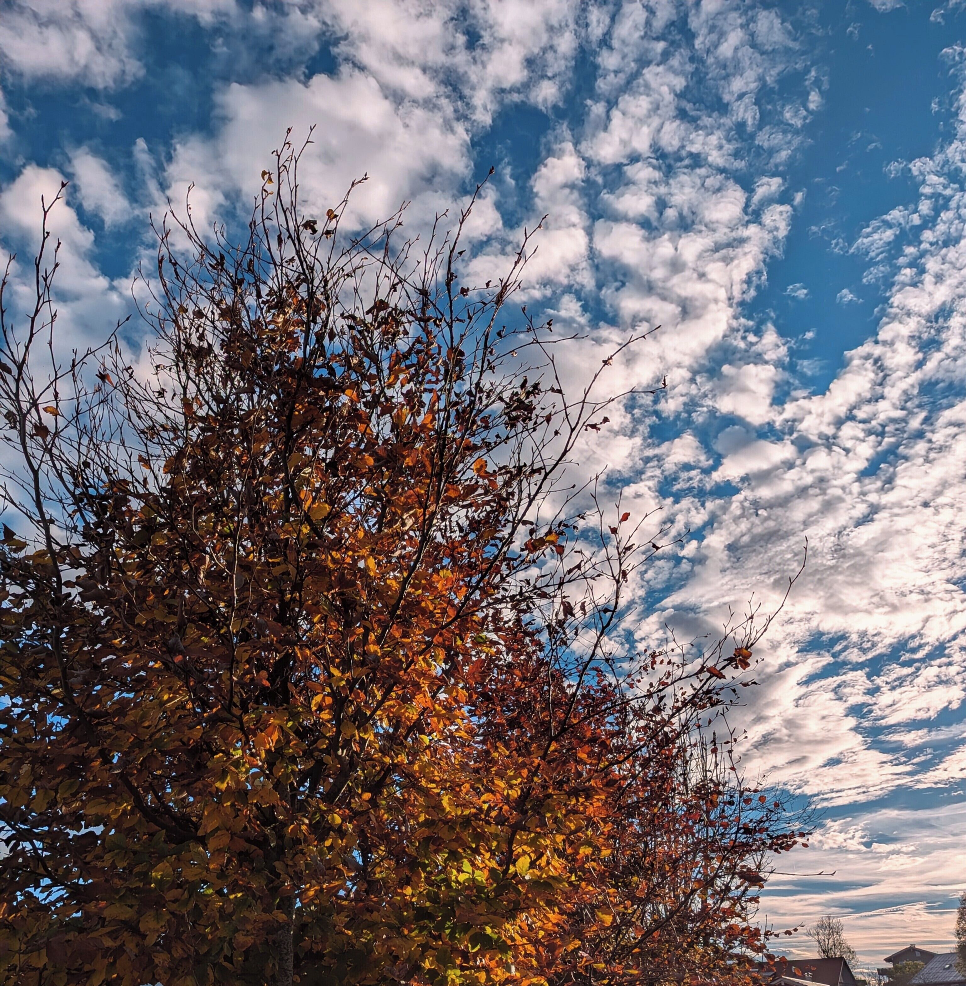 Ein Baum mit Herbstlaub vor einem teils bewölkten Himmel.