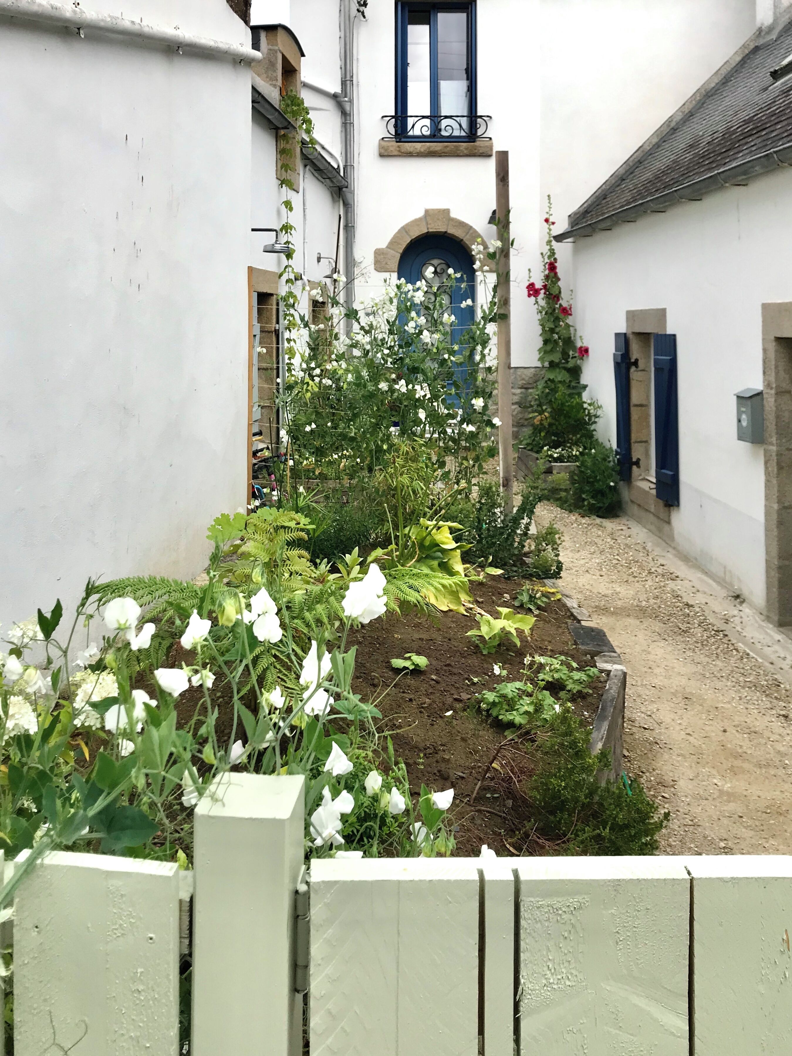 A narrow alley with a garden bed filled with various plants and flowers, a white wall on one side, and a building with a blue door and window shutters on the other.
