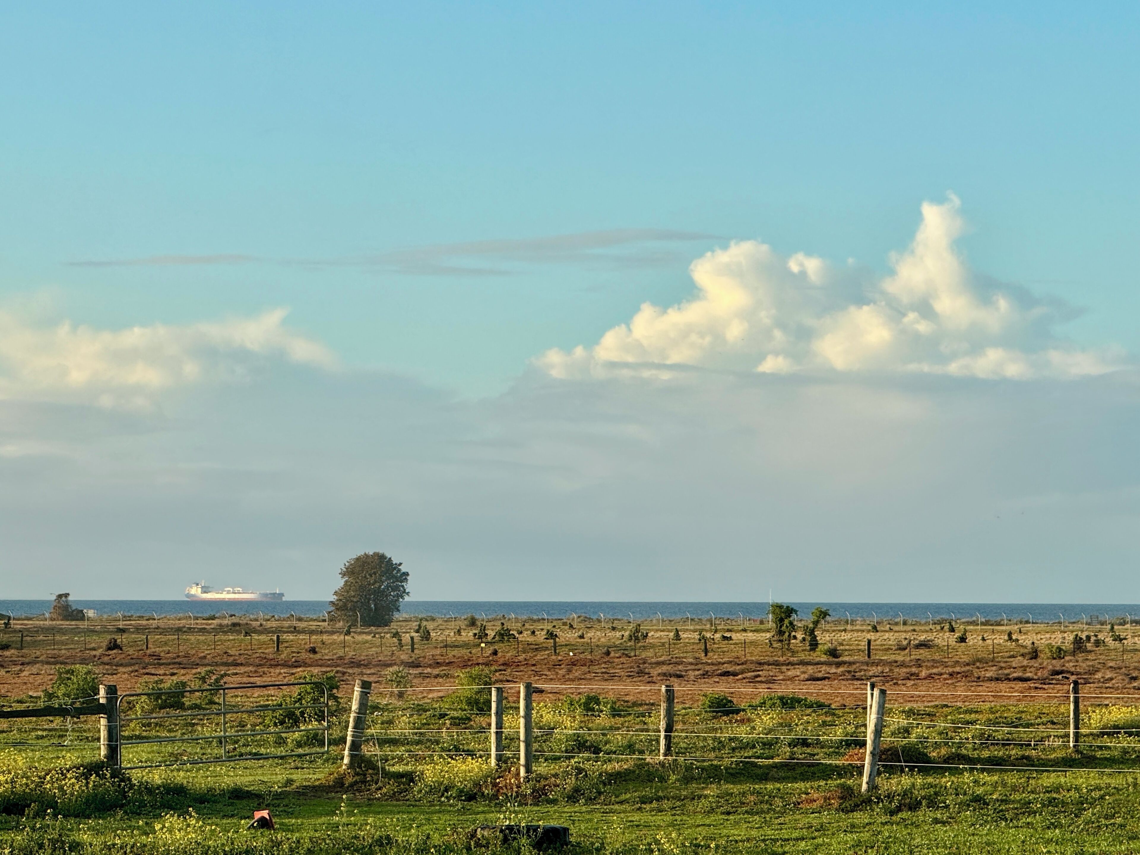 A coastal landscape with a fenced field, a large tree, and a distant ship.