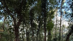 Eine Holzterrasse mit weißer Geländer, umgeben von üppiger Vegetation und hohen Bäumen.