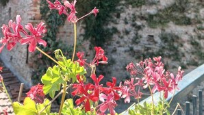 Um edifício histórico com uma torre de sino, paredes cobertas de hera e um jardim com flores vermelhas.