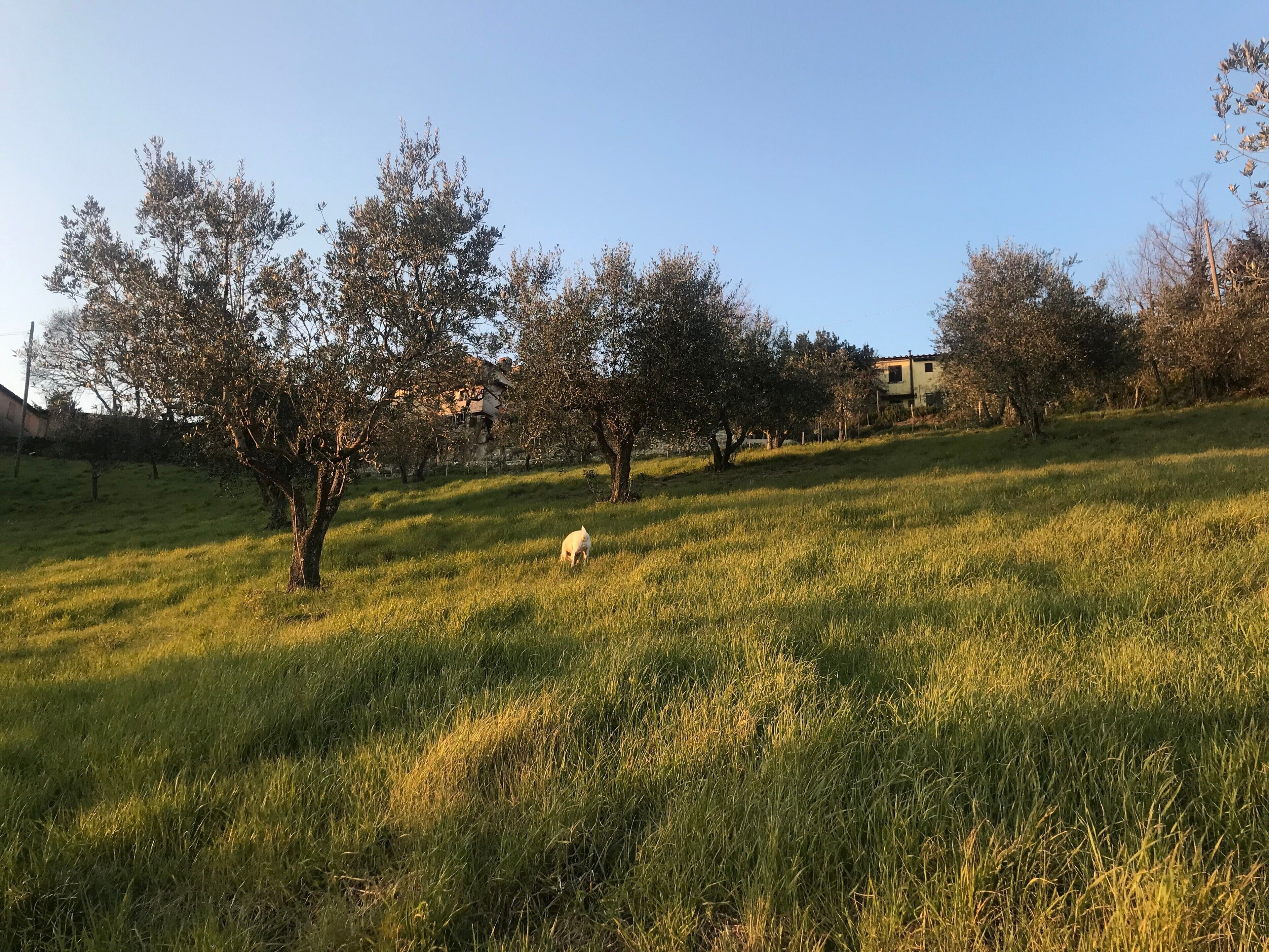 Ein grünes Feld mit Bäumen und einem Gebäude im Hintergrund.