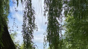 Een rustige buitenterras voor yoga met houten bankjes en matten, omgeven door weelderige begroeiing en bomen.