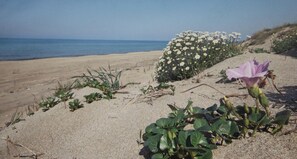 Beach nearby - Zonnedorp 17 Zeewinde Renesse: Comfortable holiday home near the beach (Renesse)