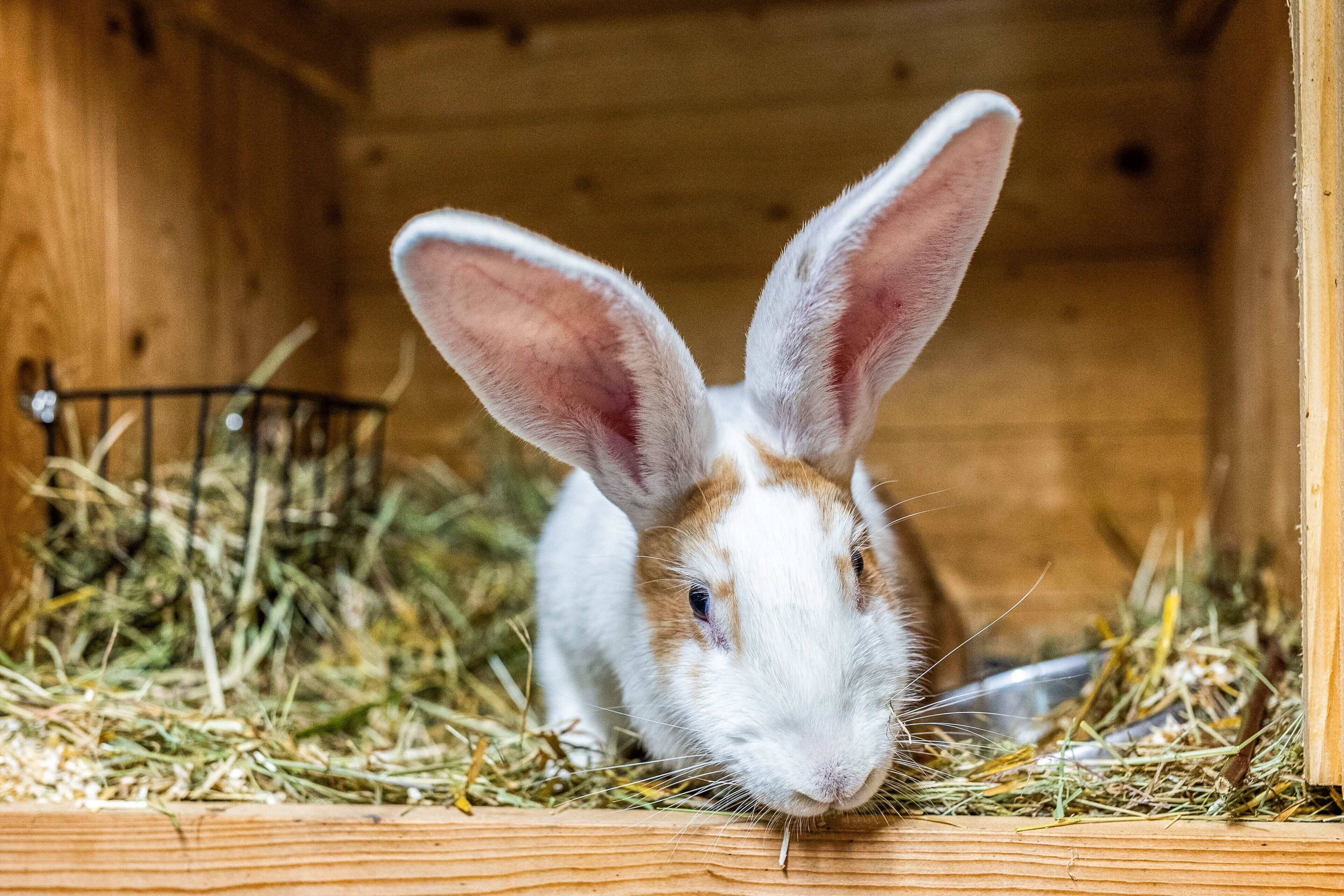 A rabbit inside a wooden enclosure with hay and a metal feeder.