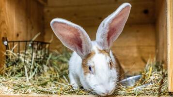 A rabbit inside a wooden enclosure with hay and a metal feeder.